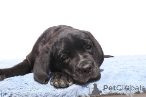 Zdjęcie №2 do zapowiedźy № 140504 na sprzedaż  cane corso - wkupić się Rumunia hodowca