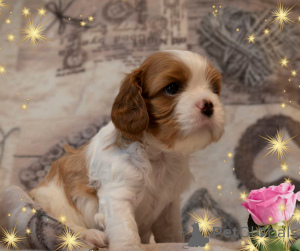 Zdjęcie №1. cavalier king charles spaniel - na sprzedaż w Mińsk | negocjowane | Zapowiedź №145654