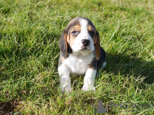 Zdjęcie №3. Piękne szczenięta rasy beagle. Niemcy