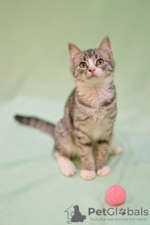 Zdjęcie №2 do zapowiedźy № 8301 na sprzedaż   - wkupić się Federacja Rosyjska ze schronu