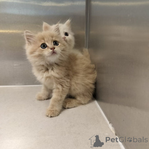 Zdjęcie №1. maine coon - na sprzedaż w Berlin | 957zł | Zapowiedź № 160202