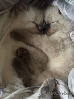 Zdjęcie №1. ragdoll - na sprzedaż w Freistadt | 1531zł | Zapowiedź № 144489