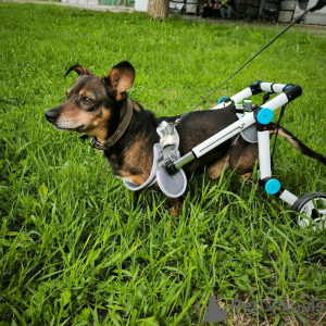 Zdjęcie №1. pies nierasowy - na sprzedaż w Petersburg | Bezpłatny | Zapowiedź №139947