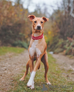 Zdjęcie №4. Sprzedam pies nierasowy w Petersburg. prywatne ogłoszenie - cena - Bezpłatny