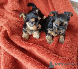 Zdjęcie №1. yorkshire terrier - na sprzedaż w Antheia | negocjowane | Zapowiedź №169016
