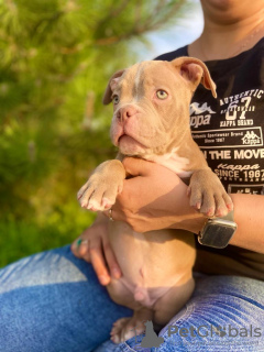 Dodatkowe zdjęcia: Hodowla American Bully oferuje szczenięta do rezerwacji