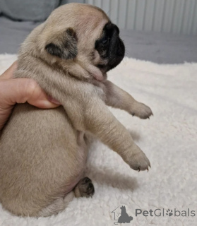 Zdjęcie №1. mops - na sprzedaż w Floryda | Bezpłatny | Zapowiedź №175306