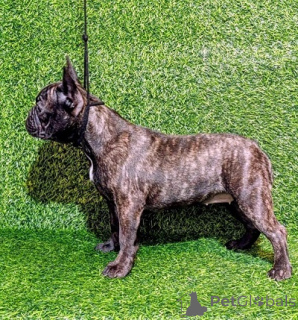Zdjęcie №1. buldog francuski - na sprzedaż w Sremka Mitrovica | negocjowane | Zapowiedź №174711