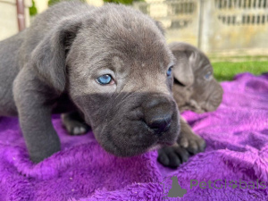 Zdjęcie №1. cane corso - na sprzedaż w Dusseldorf | Bezpłatny | Zapowiedź №160255