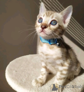 Zdjęcie №1. kot bengalski - na sprzedaż w Monachium | 2535zł | Zapowiedź № 155536