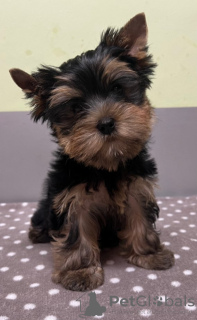 Zdjęcie №1. yorkshire terrier - na sprzedaż w Rūjiena | Bezpłatny | Zapowiedź №114085