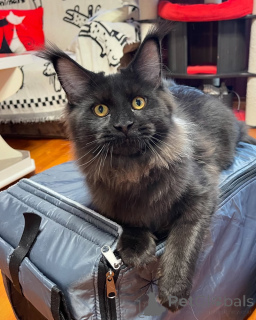 Zdjęcie №2 do zapowiedźy № 155323 na sprzedaż  maine coon - wkupić się Dania prywatne ogłoszenie