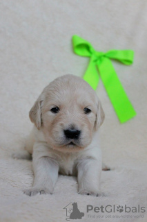 Dodatkowe zdjęcia: Szczenięta Golden Retrievera