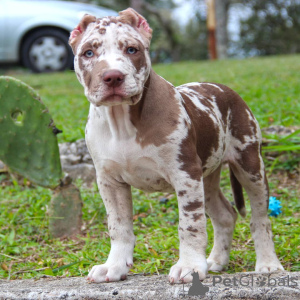 Zdjęcie №1. american bully - na sprzedaż w Kollnburg | 7649zł | Zapowiedź №147441