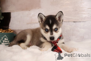 Zdjęcie №1. alaskan malamute - na sprzedaż w Aarbergen | 1674zł | Zapowiedź №171414