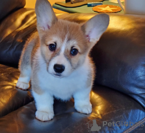 Zdjęcie №1. welsh corgi - na sprzedaż w Stockholm | negocjowane | Zapowiedź №96312