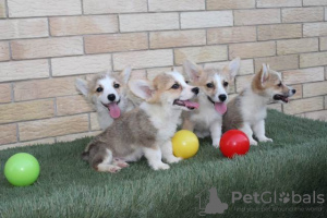 Dodatkowe zdjęcia: Szczenięta Welsh Corgi Pembroke