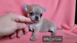 Zdjęcie №3. Chihuahua to niebieski chłopiec. Federacja Rosyjska