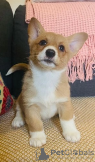 Zdjęcie №2 do zapowiedźy № 107203 na sprzedaż  welsh corgi - wkupić się USA 