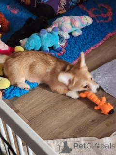 Zdjęcie №2 do zapowiedźy № 170568 na sprzedaż  welsh corgi - wkupić się Gruzja hodowca