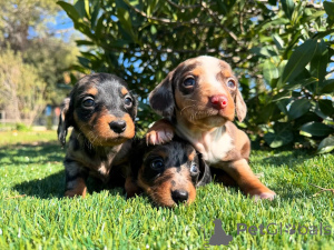 Zdjęcie №1. jamnik - na sprzedaż w Monachium | negocjowane | Zapowiedź №160853