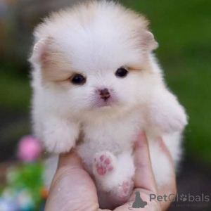 Zdjęcie №3. Najlepsze linie krwi AKC Pomeranian Szczenięta ręcznie wychowywane w naszym. Włochy