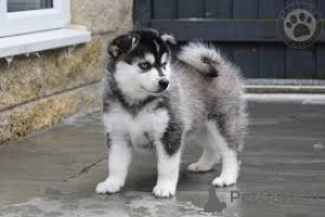 Zdjęcie №1. pies nierasowy - na sprzedaż w Londyn | negocjowane | Zapowiedź №136214