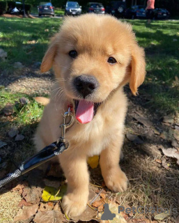 Zdjęcie №4. Sprzedam golden retriever w Rumelange. prywatne ogłoszenie - cena - negocjowane