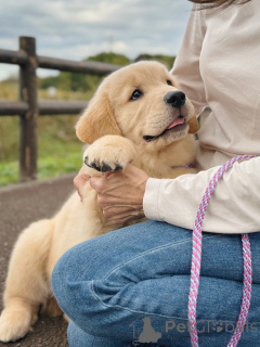 Zdjęcie №2 do zapowiedźy № 158049 na sprzedaż  golden retriever - wkupić się Niemcy hodowca