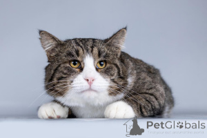 Zdjęcie №2 do zapowiedźy № 161457 na sprzedaż   - wkupić się Federacja Rosyjska prywatne ogłoszenie