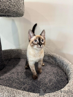 Zdjęcie №3. Urocze kocięta bengalskie do adopcji. Niemcy