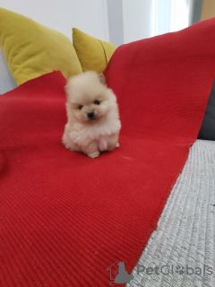 Zdjęcie №3. Pomeranian Spitz. Serbia