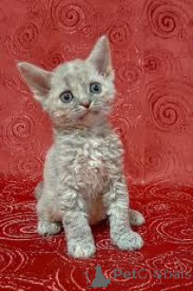 Zdjęcie №1. devon rex - na sprzedaż w Paryż | 2392zł | Zapowiedź № 165507