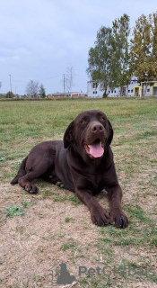 Zdjęcie №1. labrador retriever - na sprzedaż w Koceljeva | negocjowane | Zapowiedź №83291