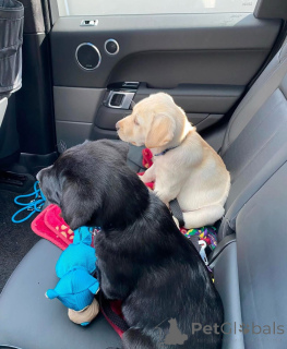 Zdjęcie №2 do zapowiedźy № 155343 na sprzedaż  labrador retriever - wkupić się Wielka Brytania prywatne ogłoszenie