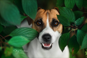 Dodatkowe zdjęcia: Szczenięta Jack Russell Terrier