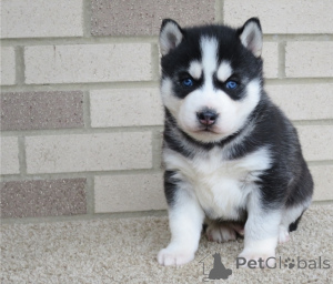 Zdjęcie №1. husky syberyjski - na sprzedaż w Wiedeń | negocjowane | Zapowiedź №178115