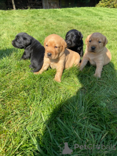 Zdjęcie №2 do zapowiedźy № 18633 na sprzedaż  labrador retriever - wkupić się Irlandia prywatne ogłoszenie