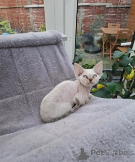 Zdjęcie №4. Sprzedam devon rex w Berlin. hodowca - cena - negocjowane