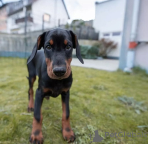 Dodatkowe zdjęcia: Szczeniak dobermana