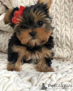 Zdjęcie №1. yorkshire terrier - na sprzedaż w Split | negocjowane | Zapowiedź №101973