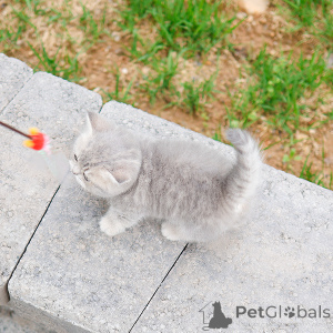 Zdjęcie №2 do zapowiedźy № 152207 na sprzedaż  munchkin - wkupić się USA hodowca