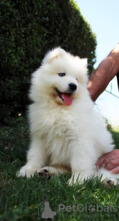 Zdjęcie №3. Samoyed szczenięta. Serbia