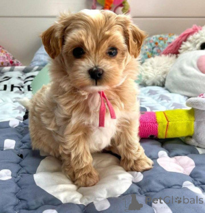 Zdjęcie №1. cavalier king charles spaniel - na sprzedaż w Berlin | negocjowane | Zapowiedź №135140