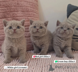 Zdjęcie №1. kot brytyjski krótkowłosy - na sprzedaż w Wormeldange | 1913zł | Zapowiedź № 174732