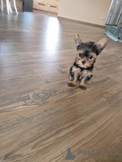 Zdjęcie №4. Sprzedam yorkshire terrier w Niepołomice. hodowca - cena - 4544zł