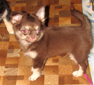 Zdjęcie №3. Chihuahua boy choco-tan. Federacja Rosyjska