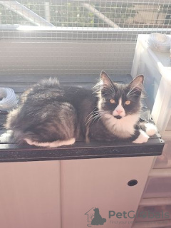 Zdjęcie №4. Sprzedam maine coon w Chemnitz. prywatne ogłoszenie - cena - 1435zł