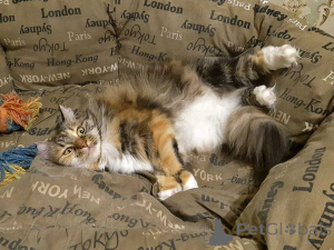 Zdjęcie №4. Sprzedam  w Moskova. prywatne ogłoszenie - cena - Bezpłatny