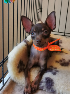 Zdjęcie №1. pražský krysařík - na sprzedaż w  | Negocjowane | Zapowiedź №2620